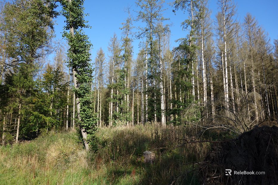 Wild Scenery texture