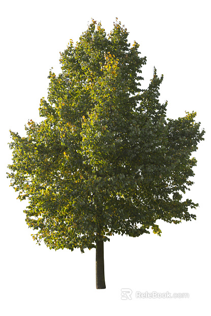 Trees Autumn Trees Big Trees Small Trees Commercial Trees Roadside Trees Community Greening texture