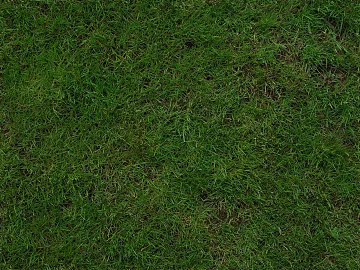 Grassland texture (ID:ffaeg94442)
