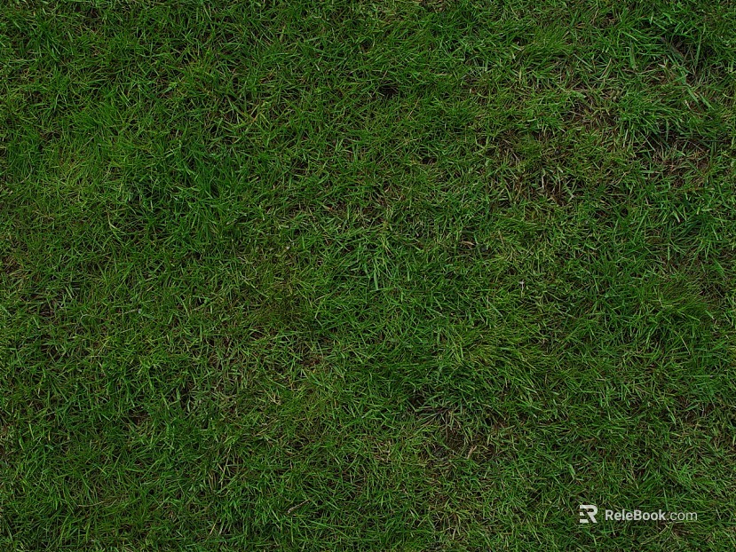 Grassland texture