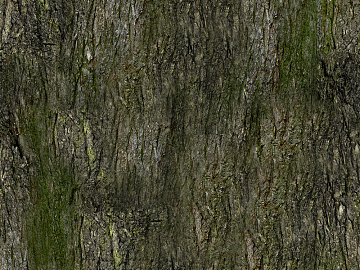 bark texture (ID:ffajf1232)