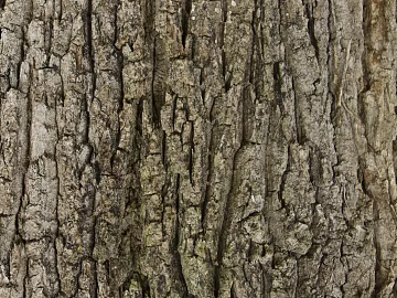 bark texture (ID:ffabg20154)