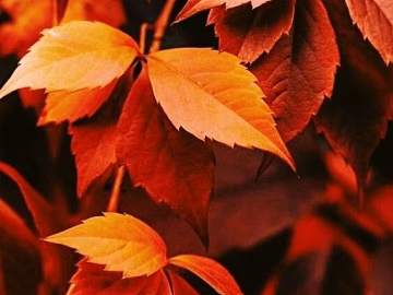 leaves texture (ID:ffacg89387)
