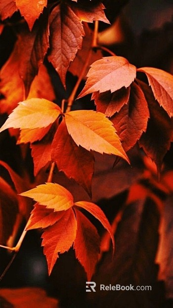 leaves texture