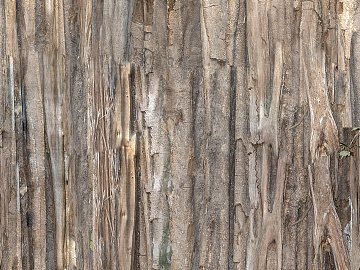 bark texture (ID:ffabg28120)