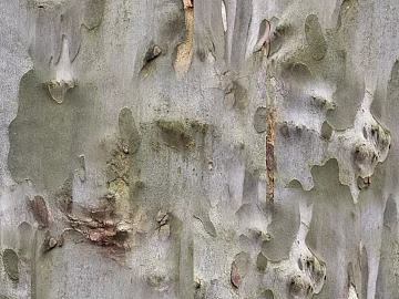 bark texture (ID:ffacg23162)