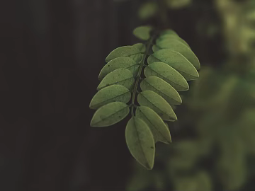 leaves texture (ID:ffagg46898)