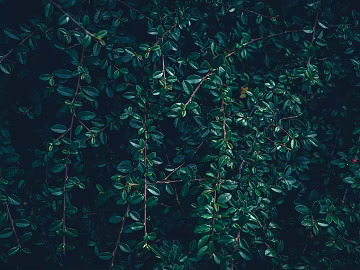 leaves texture (ID:ffagg16045)