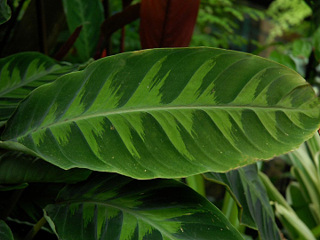 leaves texture (ID:ffacg64274)