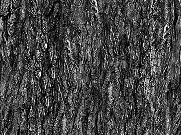 bark texture (ID:ffabg54659)