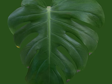 leaves texture (ID:ffaeg10215)