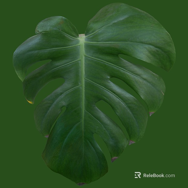 leaves texture