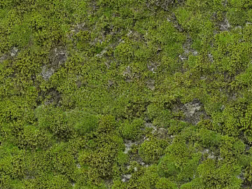 moss 3d model