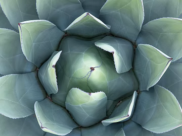 Plants texture (ID:ffagg30773)