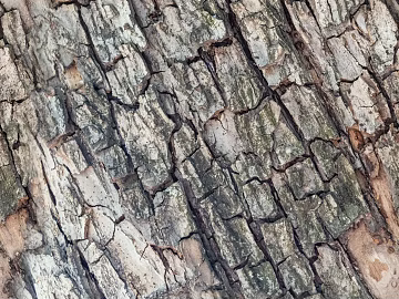 Wooden bark wood veneer wood wood bark trees texture (ID:ffach830268)