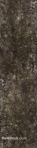 bark texture