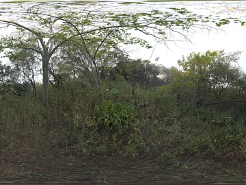 Wild Woods Daytime HDR texture (ID:ffabg71641)