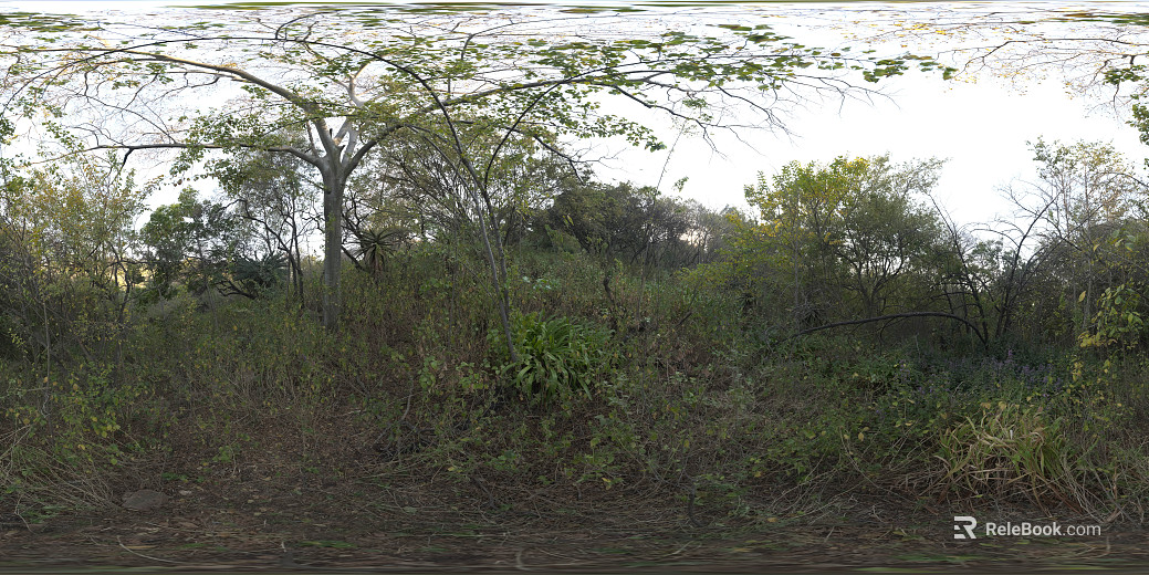 Wild Woods Daytime HDR texture