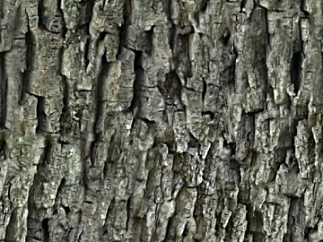 bark texture (ID:ffajg11850)