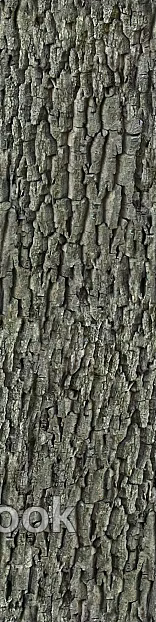 bark texture