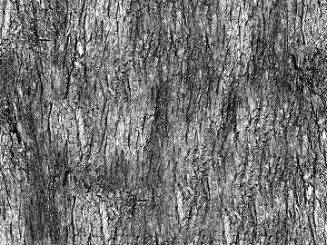 ancient tree bark texture (ID:ffabg50294)