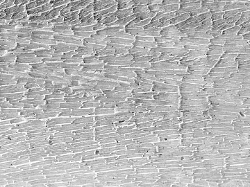 Black and White Bump texture (ID:ffagf0949)