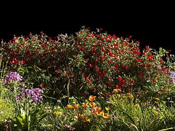 Multi-color mixed flower courtyard landscaping texture (ID:ffaeh432632)