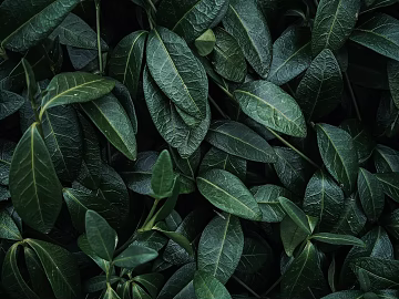 leaves texture (ID:ffagg58125)