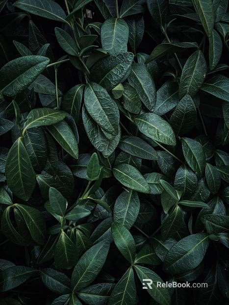 leaves texture