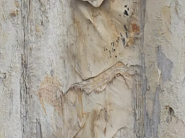 old wood texture (ID:ffaeg51912)