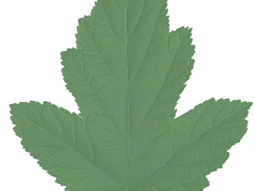 leaves texture (ID:ffaeg07976)