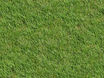 Turf ground texture (ID:ffaaf7709)