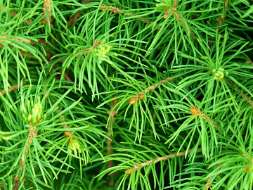 Plants texture (ID:ffabg86730)