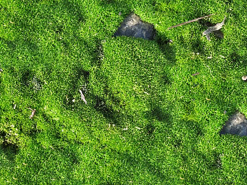 Courtyard Garden Moss Lawn Sod Grass Rock Ground texture (ID:ffach986061)