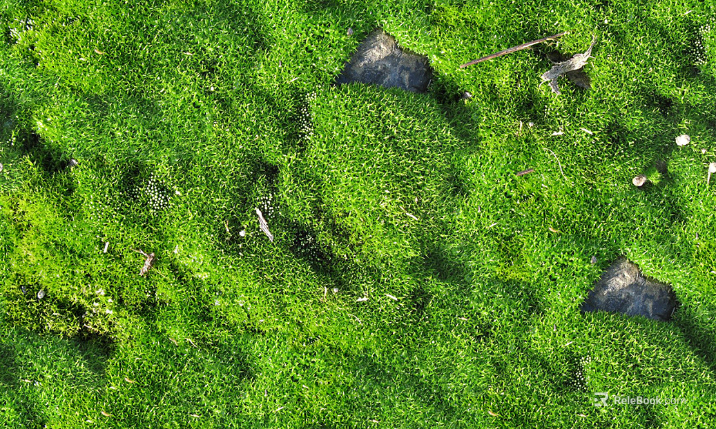 Courtyard Garden Moss Lawn Sod Grass Rock Ground texture