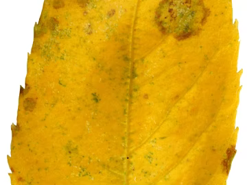 leaves texture (ID:ffagg44122)