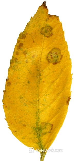 leaves texture