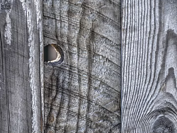 bark texture (ID:ffaag59782)