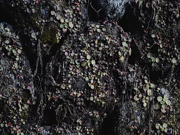 mountain rock wall texture (ID:ffagg53973)