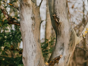 Branch texture (ID:ffaeg20447)