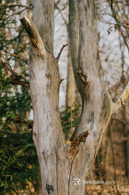 Branch texture