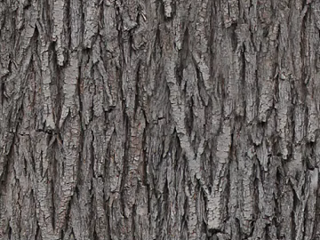bark texture (ID:ffagg88407)