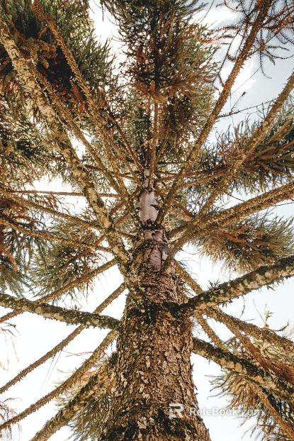 Tree texture