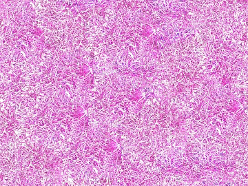 Grassland texture (ID:ffadf5184)