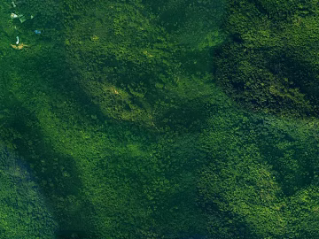 Dark Green Jungle Outdoor Exterior Map texture (ID:ffaeh488566)