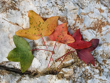 leaves texture (ID:ffagg97345)