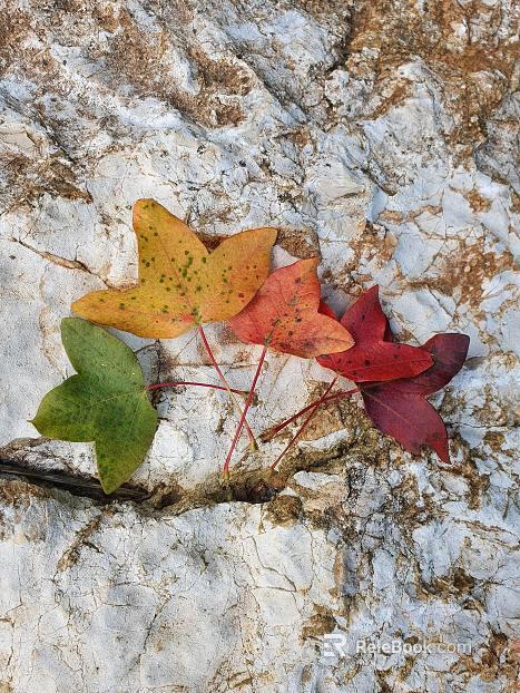 leaves texture