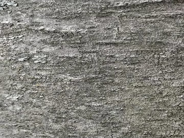 bark texture (ID:ffaag24938)