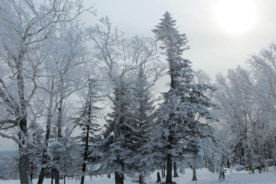 Snow texture