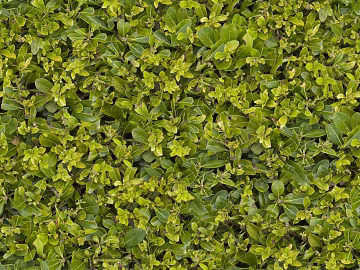 Turf ground texture (ID:ffabf2345)